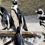 radiotusciaevents.com giovedì 24 al Bioparco è stata pensata una promozione speciale: i bambini e adulti mascherati da pinguini (vale anche il frac!) avranno l'ingresso ridotto