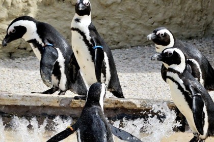 radiotusciaevents.com giovedì 24 al Bioparco è stata pensata una promozione speciale: i bambini e adulti mascherati da pinguini (vale anche il frac!) avranno l'ingresso ridotto
