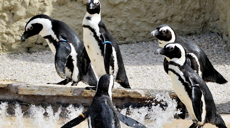 radiotusciaevents.com giovedì 24 al Bioparco è stata pensata una promozione speciale: i bambini e adulti mascherati da pinguini (vale anche il frac!) avranno l'ingresso ridotto