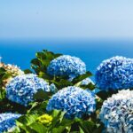 radiotusciaevents.com 27ª edizione della tanto attesa Festa delle Ortensie