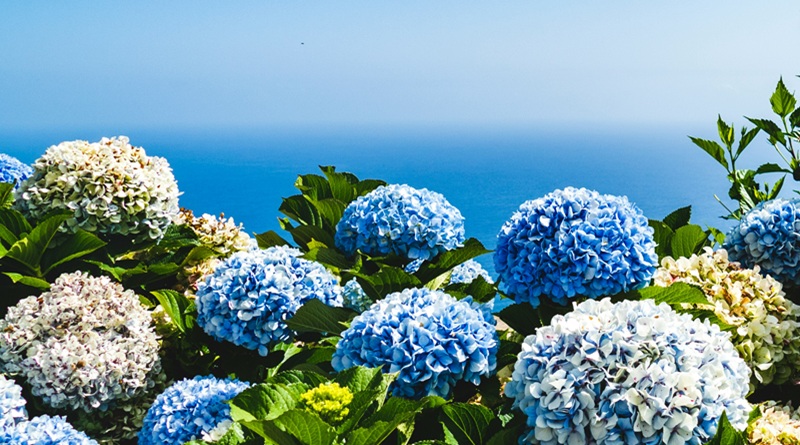 radiotusciaevents.com 27ª edizione della tanto attesa Festa delle Ortensie