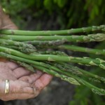 Se c'è un ortaggio che sa di primavera, di pazienza e di caccia al tesoro, quello è senza dubbio l'asparago selvatico. E a Poggio Moiano