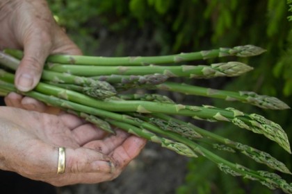 Se c'è un ortaggio che sa di primavera, di pazienza e di caccia al tesoro, quello è senza dubbio l'asparago selvatico. E a Poggio Moiano