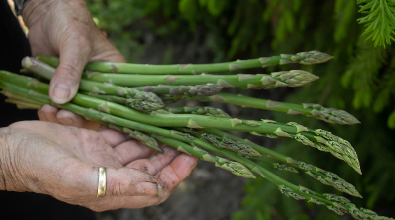 radiotusciaevents.com Se c'è un ortaggio che sa di primavera, di pazienza e di caccia al tesoro, quello è senza dubbio l'asparago selvatico. E a Poggio Moiano