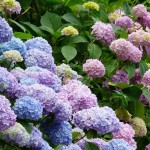 radiotusciaevents.com 27ª edizione della Festa delle Ortensie