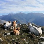 radiotusciaevents.com Il progetto LIFE Grace al Festival dell’ecologia integrale di Montefiascone