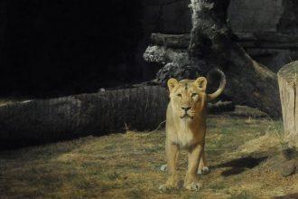 ‘Il Bioparco al Tramonto’ - che prevede il prolungamento dell’orario Bioparco di Roma fino alle 21.30 - ogni venerdì e sabato