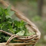 radiotusciaevents.com Le proprietà delle erbe di campo