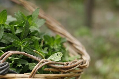 radiotusciaevents.com Le proprietà delle erbe di campo