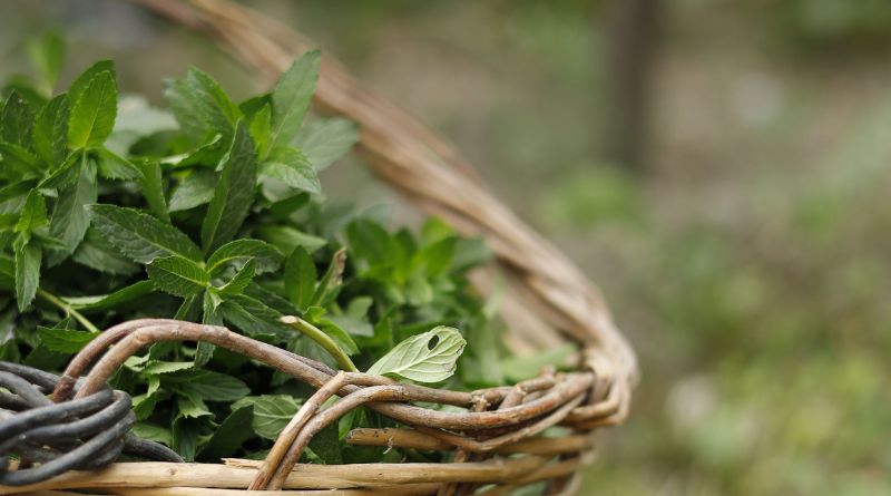 Le proprietà delle erbe di campo