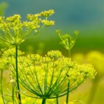 radiotusciaevents.com Il finocchietto selvatico