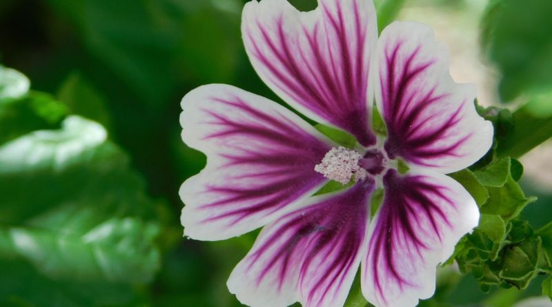 La malva nella tradizione popolare
