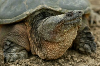 radiotusciaevents.com Torna in mare la giovane Caretta caretta soccorsa lo scorso 30 luglio nelle acque di Maccarese, trasportata e curata presso il Centro di Primo Soccorso a Zoomarine.