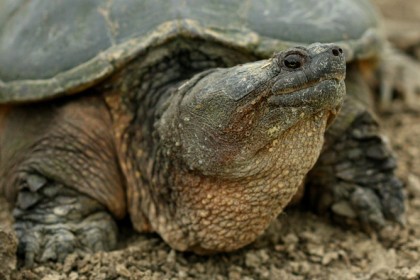 radiotusciaevents.com Torna in mare la giovane Caretta caretta soccorsa lo scorso 30 luglio nelle acque di Maccarese, trasportata e curata presso il Centro di Primo Soccorso a Zoomarine.