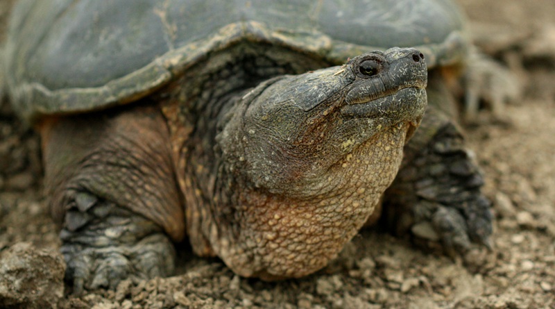 Torna in mare la giovane Caretta caretta soccorsa lo scorso 30 luglio nelle acque di Maccarese, trasportata e curata presso il Centro di Primo Soccorso a Zoomarine.