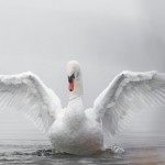 radiotusciaevents.com Liberato un cigno rimasto vittima di ami e attrezzatura da pesca: decisivo l'intervento delle Guardie del Parco