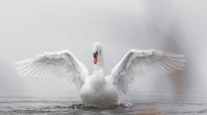 Liberato un cigno rimasto vittima di ami e attrezzatura da pesca: decisivo l'intervento delle Guardie del Parco
