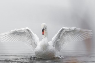 radiotusciaevents.com Liberato un cigno rimasto vittima di ami e attrezzatura da pesca: decisivo l'intervento delle Guardie del Parco