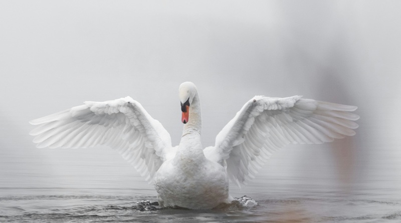 radiotusciaevents.com Liberato un cigno rimasto vittima di ami e attrezzatura da pesca: decisivo l'intervento delle Guardie del Parco