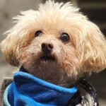 radiotusciaevents.com IX edizione del Pet Carpet Film Festival, la rassegna cinematografica internazionale dedicata al legame indissolubile tra umani e animali, sia pet che wild,