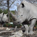 Domenica 27 settembre al Bioparco di Roma si celebra la Giornata Mondiale del Rinoceronte Evento patrocinato da Banca del Fucino Alle 13.00 svelatura della statua di rinoceronte di Giava donata dall’Ambasciata di Indonesia presso la Santa Sede Roma, 22 settembre 2026. Domenica 27 settembre 2026, in occasione della Giornata Mondiale del Rinoceronte, il Bioparco di Roma organizza molteplici attività di sensibilizzazione su questa specie minacciata di estinzione. L’iniziativa si realizza con il patrocinio di Banca del Fucino. Le attività rivolte al pubblico hanno l’obiettivo di approfondire le minacce alla sopravvivenza di questo possente animale e l’importanza della sua conservazione. Alle ore 13.00 l’Ambasciatore della Repubblica di Indonesia presso la Santa Sede S.E. Michael Trias Kuncahyono officerà la cerimonia di svelatura della statua in bronzo, donata al Bioparco, raffigurante un rinoceronte di Giava, realizzata dallo scultore indonesiano Outto Lengkong. La cerimonia si svolgerà all’ingresso monumentale del Bioparco, alla presenza della Presidente della Fondazione Bioparco di Roma Paola Palanza. Il rinoceronte di Giava è una delle specie di rinoceronte più rare e minacciate al mondo. In natura sopravvivono appena cinquanta individui, concentrati esclusivamente nel Parco Nazionale di Ujung Kulon, sull'isola di Giava in Indonesia. All’interno dei 17 ettari del Bioparco, dalle ore 11.00 alle 17.00, presso l’area dei rinoceronti bianchi, ci saranno postazioni tematiche con attività e approfondimenti dedicati alle specie selvatiche, alla conservazione e alla lotta al bracconaggio. L’exhibit ospita dal 2019 due maschi di dieci anni: Thomas, arrivato dal Royal Burgers' Zoo (Olanda) e Kibo, proveniente dallo Zoologischer Garten Augsburg GmbH (Germania). Nella stazione tematica dedicata ai ‘Furti di natura’ saranno mostrati oggetti provenienti dalla natura e sequestrati dai Carabinieri forestali, come borse di pelle di coccodrillo, fermacapelli ottenuti dal carapace delle tartarughe, oggetti d’avorio. Si apprenderà come l’acquisto di souvenir in viaggio rappresenti una grave minaccia per molte specie e quali siano i comportamenti corretti da adottare. Partecipando all’attività ‘Chi mette le corna?’ si potranno osservare le caratteristiche delle corna di alcuni animali come giraffe, rinoceronti, daini, cervi, tori, da quelle piccole a quelle enormi, ramificate e non. Insieme agli esperti si potrà scoprire che possono essere armi micidiali e verrà approfondito il legame tra il loro valore e il fenomeno del bracconaggio. Completa il programma la visita guidata dal titolo “Colori d’Africa” tra giraffe, zebre, mandrilli, lemuri e rinoceronti, in compagnia di un esperto naturalista che spiegherà caratteristiche e grado di minaccia di questi animali (dalle 11.00, ultima partenza alle 15.15). Le attività della giornata sono comprese nel costo del biglietto. Dal 2025 Banca del Fucino sostiene il Bioparco di Roma attraverso un percorso di collaborazione dedicato alla tutela della biodiversità e alla sensibilizzazione del pubblico sui temi ambientali patrocinando anche la realizzazione di giornate speciali. La collaborazione comprende inoltre il sostegno a progetti concreti per la conservazione della biodiversità, tra cui la realizzazione del nuovo exhibit dedicato ai leopardi e le adozioni a distanza di animali. Nel 2026 l’iniziativa di adozione promossa da Banca del Fucino è dedicata ai lemuri, specie particolarmente rappresentativa della biodiversità del pianeta e oggi fortemente minacciata. Credit fotografico: Massimiliano Di Giovanni – archivio Bioparco Maggiori informazioni su bioparco.it Facebook: bioparco di Roma Instagram: @bioparcoroma
