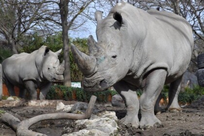 Domenica 27 settembre al Bioparco di Roma si celebra la Giornata Mondiale del Rinoceronte Evento patrocinato da Banca del Fucino Alle 13.00 svelatura della statua di rinoceronte di Giava donata dall’Ambasciata di Indonesia presso la Santa Sede Roma, 22 settembre 2026. Domenica 27 settembre 2026, in occasione della Giornata Mondiale del Rinoceronte, il Bioparco di Roma organizza molteplici attività di sensibilizzazione su questa specie minacciata di estinzione. L’iniziativa si realizza con il patrocinio di Banca del Fucino. Le attività rivolte al pubblico hanno l’obiettivo di approfondire le minacce alla sopravvivenza di questo possente animale e l’importanza della sua conservazione. Alle ore 13.00 l’Ambasciatore della Repubblica di Indonesia presso la Santa Sede S.E. Michael Trias Kuncahyono officerà la cerimonia di svelatura della statua in bronzo, donata al Bioparco, raffigurante un rinoceronte di Giava, realizzata dallo scultore indonesiano Outto Lengkong. La cerimonia si svolgerà all’ingresso monumentale del Bioparco, alla presenza della Presidente della Fondazione Bioparco di Roma Paola Palanza. Il rinoceronte di Giava è una delle specie di rinoceronte più rare e minacciate al mondo. In natura sopravvivono appena cinquanta individui, concentrati esclusivamente nel Parco Nazionale di Ujung Kulon, sull'isola di Giava in Indonesia. All’interno dei 17 ettari del Bioparco, dalle ore 11.00 alle 17.00, presso l’area dei rinoceronti bianchi, ci saranno postazioni tematiche con attività e approfondimenti dedicati alle specie selvatiche, alla conservazione e alla lotta al bracconaggio. L’exhibit ospita dal 2019 due maschi di dieci anni: Thomas, arrivato dal Royal Burgers' Zoo (Olanda) e Kibo, proveniente dallo Zoologischer Garten Augsburg GmbH (Germania). Nella stazione tematica dedicata ai ‘Furti di natura’ saranno mostrati oggetti provenienti dalla natura e sequestrati dai Carabinieri forestali, come borse di pelle di coccodrillo, fermacapelli ottenuti dal carapace delle tartarughe, oggetti d’avorio. Si apprenderà come l’acquisto di souvenir in viaggio rappresenti una grave minaccia per molte specie e quali siano i comportamenti corretti da adottare. Partecipando all’attività ‘Chi mette le corna?’ si potranno osservare le caratteristiche delle corna di alcuni animali come giraffe, rinoceronti, daini, cervi, tori, da quelle piccole a quelle enormi, ramificate e non. Insieme agli esperti si potrà scoprire che possono essere armi micidiali e verrà approfondito il legame tra il loro valore e il fenomeno del bracconaggio. Completa il programma la visita guidata dal titolo “Colori d’Africa” tra giraffe, zebre, mandrilli, lemuri e rinoceronti, in compagnia di un esperto naturalista che spiegherà caratteristiche e grado di minaccia di questi animali (dalle 11.00, ultima partenza alle 15.15). Le attività della giornata sono comprese nel costo del biglietto. Dal 2025 Banca del Fucino sostiene il Bioparco di Roma attraverso un percorso di collaborazione dedicato alla tutela della biodiversità e alla sensibilizzazione del pubblico sui temi ambientali patrocinando anche la realizzazione di giornate speciali. La collaborazione comprende inoltre il sostegno a progetti concreti per la conservazione della biodiversità, tra cui la realizzazione del nuovo exhibit dedicato ai leopardi e le adozioni a distanza di animali. Nel 2026 l’iniziativa di adozione promossa da Banca del Fucino è dedicata ai lemuri, specie particolarmente rappresentativa della biodiversità del pianeta e oggi fortemente minacciata. Credit fotografico: Massimiliano Di Giovanni – archivio Bioparco Maggiori informazioni su bioparco.it Facebook: bioparco di Roma Instagram: @bioparcoroma