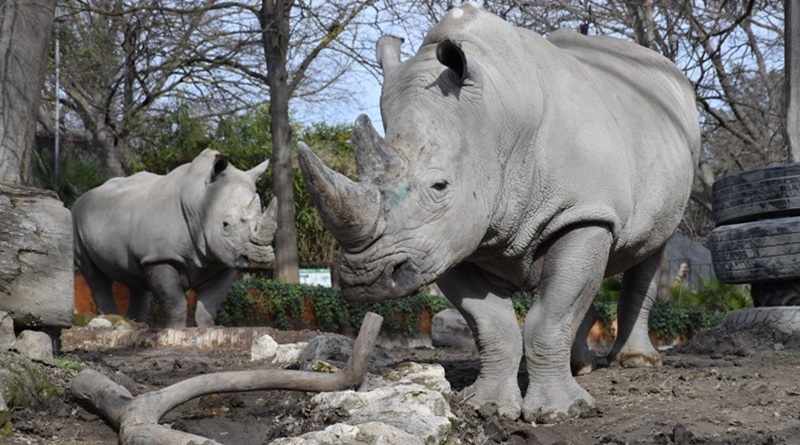 Domenica 27 settembre al Bioparco di Roma si celebra la Giornata Mondiale del Rinoceronte Evento patrocinato da Banca del Fucino Alle 13.00 svelatura della statua di rinoceronte di Giava donata dall’Ambasciata di Indonesia presso la Santa Sede Roma, 22 settembre 2026. Domenica 27 settembre 2026, in occasione della Giornata Mondiale del Rinoceronte, il Bioparco di Roma organizza molteplici attività di sensibilizzazione su questa specie minacciata di estinzione. L’iniziativa si realizza con il patrocinio di Banca del Fucino. Le attività rivolte al pubblico hanno l’obiettivo di approfondire le minacce alla sopravvivenza di questo possente animale e l’importanza della sua conservazione. Alle ore 13.00 l’Ambasciatore della Repubblica di Indonesia presso la Santa Sede S.E. Michael Trias Kuncahyono officerà la cerimonia di svelatura della statua in bronzo, donata al Bioparco, raffigurante un rinoceronte di Giava, realizzata dallo scultore indonesiano Outto Lengkong. La cerimonia si svolgerà all’ingresso monumentale del Bioparco, alla presenza della Presidente della Fondazione Bioparco di Roma Paola Palanza. Il rinoceronte di Giava è una delle specie di rinoceronte più rare e minacciate al mondo. In natura sopravvivono appena cinquanta individui, concentrati esclusivamente nel Parco Nazionale di Ujung Kulon, sull'isola di Giava in Indonesia. All’interno dei 17 ettari del Bioparco, dalle ore 11.00 alle 17.00, presso l’area dei rinoceronti bianchi, ci saranno postazioni tematiche con attività e approfondimenti dedicati alle specie selvatiche, alla conservazione e alla lotta al bracconaggio. L’exhibit ospita dal 2019 due maschi di dieci anni: Thomas, arrivato dal Royal Burgers' Zoo (Olanda) e Kibo, proveniente dallo Zoologischer Garten Augsburg GmbH (Germania). Nella stazione tematica dedicata ai ‘Furti di natura’ saranno mostrati oggetti provenienti dalla natura e sequestrati dai Carabinieri forestali, come borse di pelle di coccodrillo, fermacapelli ottenuti dal carapace delle tartarughe, oggetti d’avorio. Si apprenderà come l’acquisto di souvenir in viaggio rappresenti una grave minaccia per molte specie e quali siano i comportamenti corretti da adottare. Partecipando all’attività ‘Chi mette le corna?’ si potranno osservare le caratteristiche delle corna di alcuni animali come giraffe, rinoceronti, daini, cervi, tori, da quelle piccole a quelle enormi, ramificate e non. Insieme agli esperti si potrà scoprire che possono essere armi micidiali e verrà approfondito il legame tra il loro valore e il fenomeno del bracconaggio. Completa il programma la visita guidata dal titolo “Colori d’Africa” tra giraffe, zebre, mandrilli, lemuri e rinoceronti, in compagnia di un esperto naturalista che spiegherà caratteristiche e grado di minaccia di questi animali (dalle 11.00, ultima partenza alle 15.15). Le attività della giornata sono comprese nel costo del biglietto. Dal 2025 Banca del Fucino sostiene il Bioparco di Roma attraverso un percorso di collaborazione dedicato alla tutela della biodiversità e alla sensibilizzazione del pubblico sui temi ambientali patrocinando anche la realizzazione di giornate speciali. La collaborazione comprende inoltre il sostegno a progetti concreti per la conservazione della biodiversità, tra cui la realizzazione del nuovo exhibit dedicato ai leopardi e le adozioni a distanza di animali. Nel 2026 l’iniziativa di adozione promossa da Banca del Fucino è dedicata ai lemuri, specie particolarmente rappresentativa della biodiversità del pianeta e oggi fortemente minacciata. Credit fotografico: Massimiliano Di Giovanni – archivio Bioparco Maggiori informazioni su bioparco.it Facebook: bioparco di Roma Instagram: @bioparcoroma