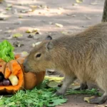 radiotusciaevents.com Bioparco di Roma, Eventi Roma, Halloween 2026, Animali, Bambini e Famiglie.