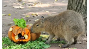 Bioparco di Roma, Eventi Roma, Halloween 2026, Animali, Bambini e Famiglie.