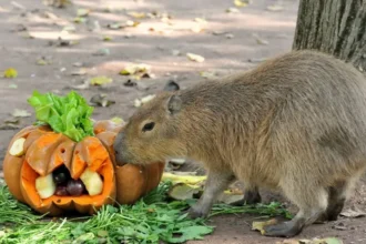 radiotusciaevents.com Bioparco di Roma, Eventi Roma, Halloween 2026, Animali, Bambini e Famiglie.