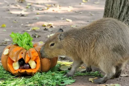 Bioparco di Roma, Eventi Roma, Halloween 2026, Animali, Bambini e Famiglie.