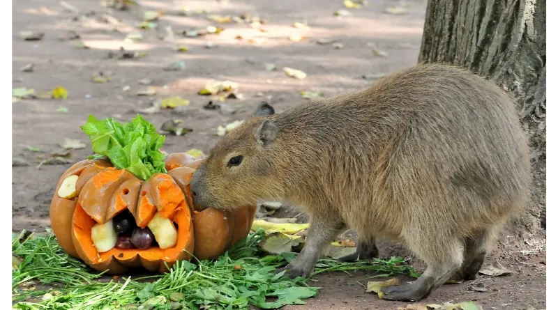 radiotusciaevents.com Bioparco di Roma, Eventi Roma, Halloween 2026, Animali, Bambini e Famiglie.