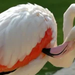 radiotusciaevents.com TRA ACQUA, ARIA E TERRA, domenica 4, 11 e 18 ottobre attività dedicate alla biodiversità e alla protezione delle zone umide