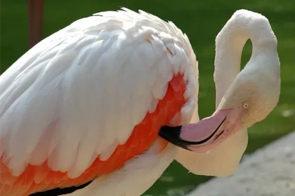 TRA ACQUA, ARIA E TERRA, domenica 4, 11 e 18 ottobre attività dedicate alla biodiversità e alla protezione delle zone umide