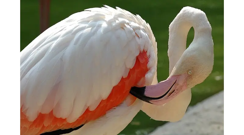 radiotusciaevents.com TRA ACQUA, ARIA E TERRA, domenica 4, 11 e 18 ottobre attività dedicate alla biodiversità e alla protezione delle zone umide