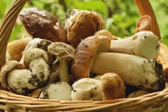 radiotusciaevents.com A settembre, a Oriolo Romano, il profumo del bosco arriva direttamente in tavola.