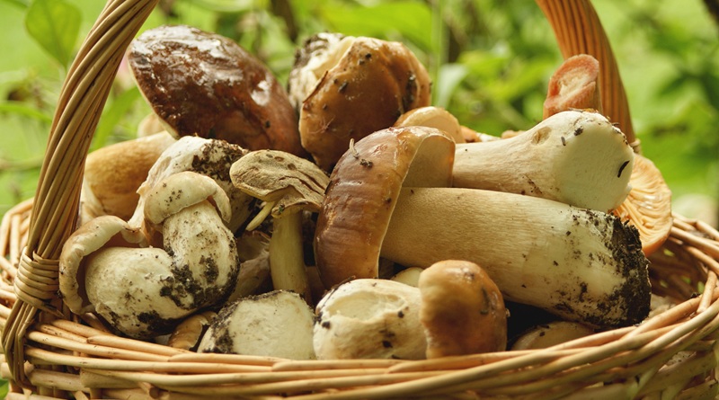 radiotusciaevents.com A settembre, a Oriolo Romano, il profumo del bosco arriva direttamente in tavola.