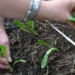 radiotusciaevents.com "Coltiviamo Agricoltura Sociale", l'iniziativa promossa da Confagricoltura,