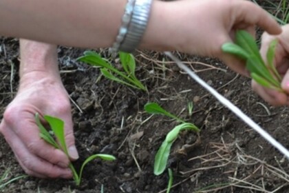 "Coltiviamo Agricoltura Sociale", l'iniziativa promossa da Confagricoltura,