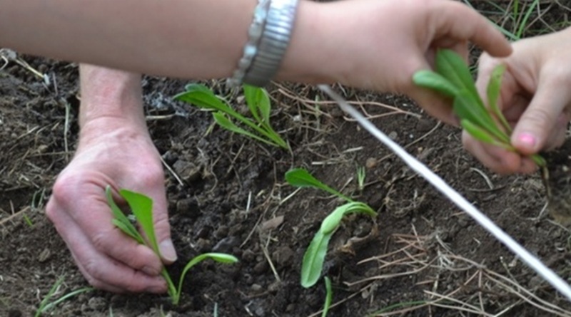 "Coltiviamo Agricoltura Sociale", l'iniziativa promossa da Confagricoltura,