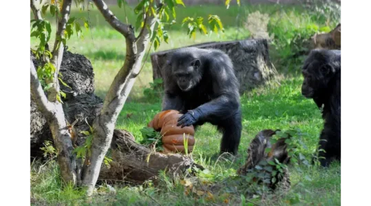radiotusciaevents.com Bioparco di Roma, Eventi Roma, Halloween 2026, Animali, Bambini e Famiglie.